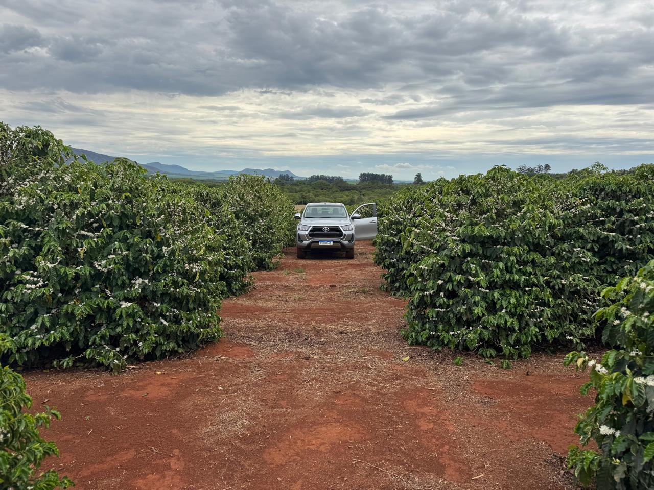 Vista das linhas de café com veículo na lavoura