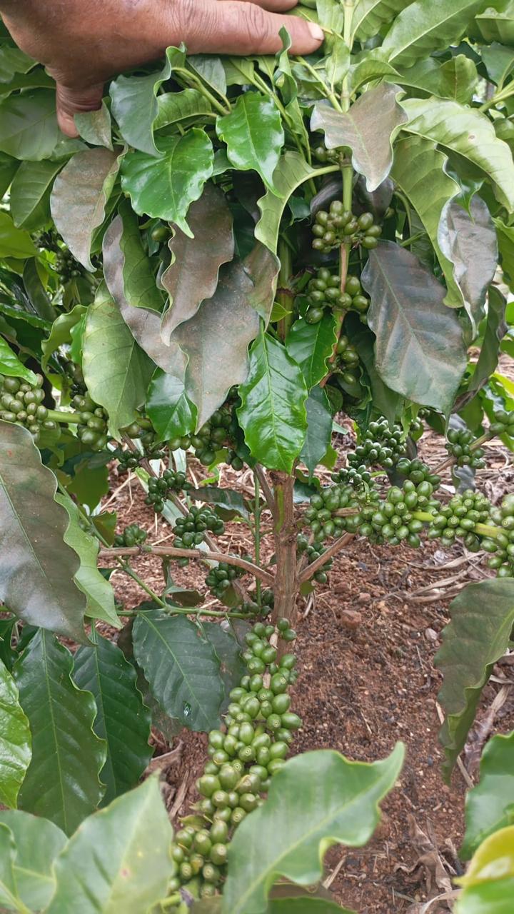 Ramos de cafeeiro com frutos em desenvolvimento