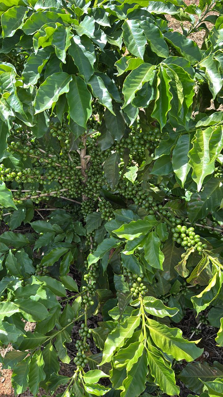 Cafeeiro carregado com frutos verdes