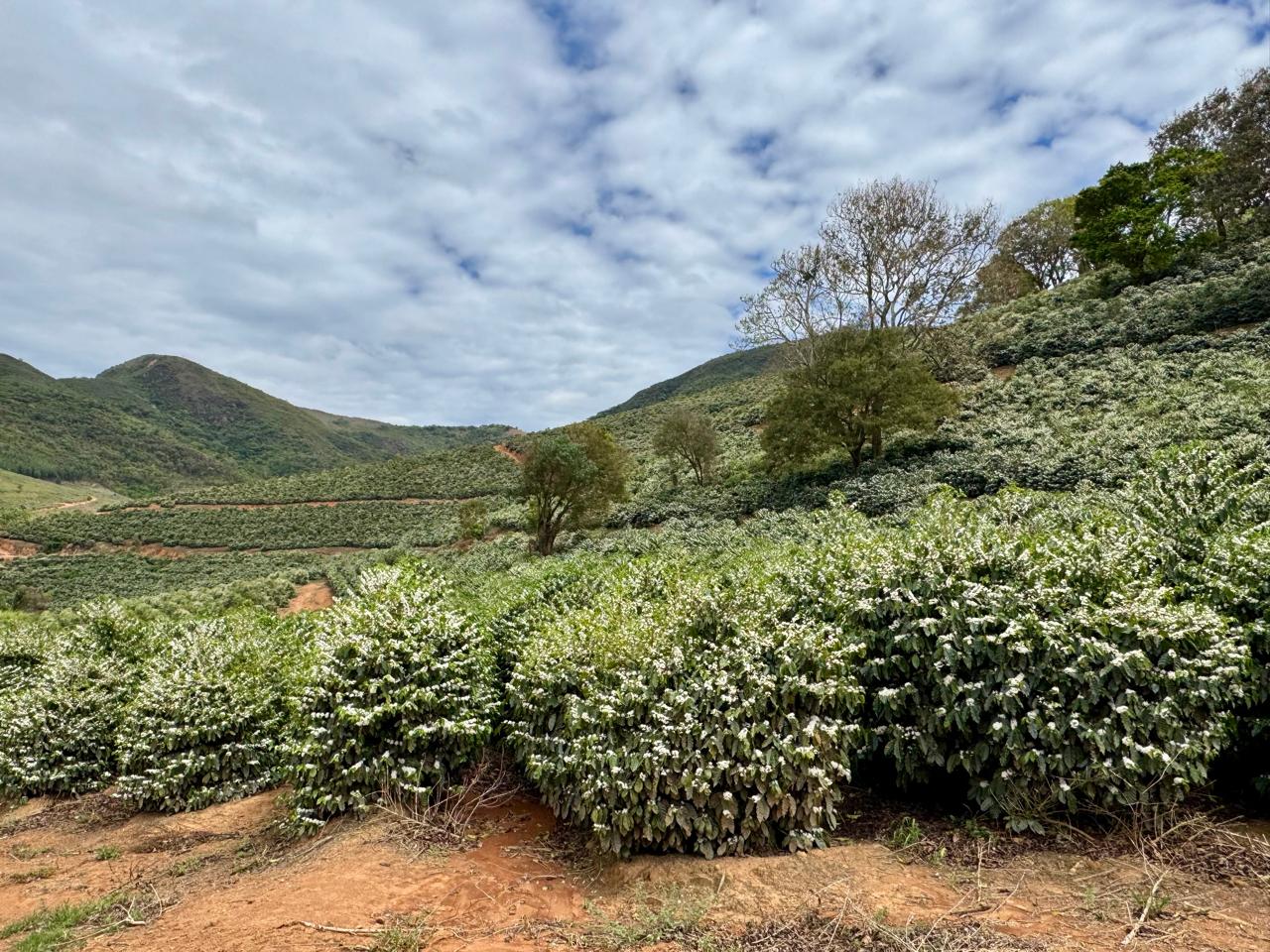 Vista panorâmica da lavoura nas montanhas