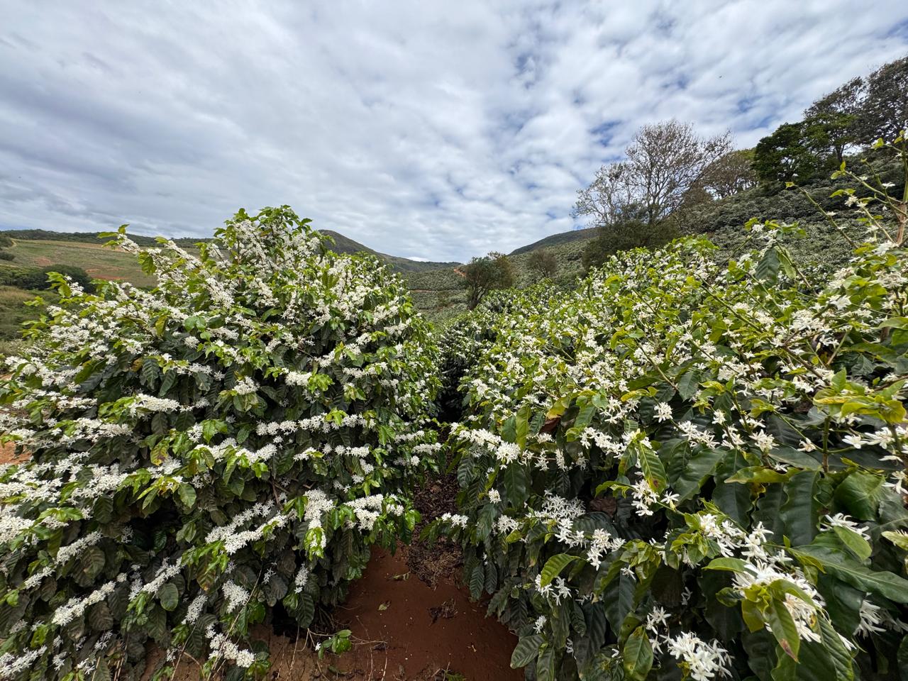 Florada dos cafeeiros na Fazenda Serra Azul