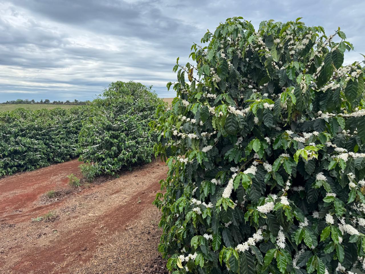 Cafeeiro em flor no campo