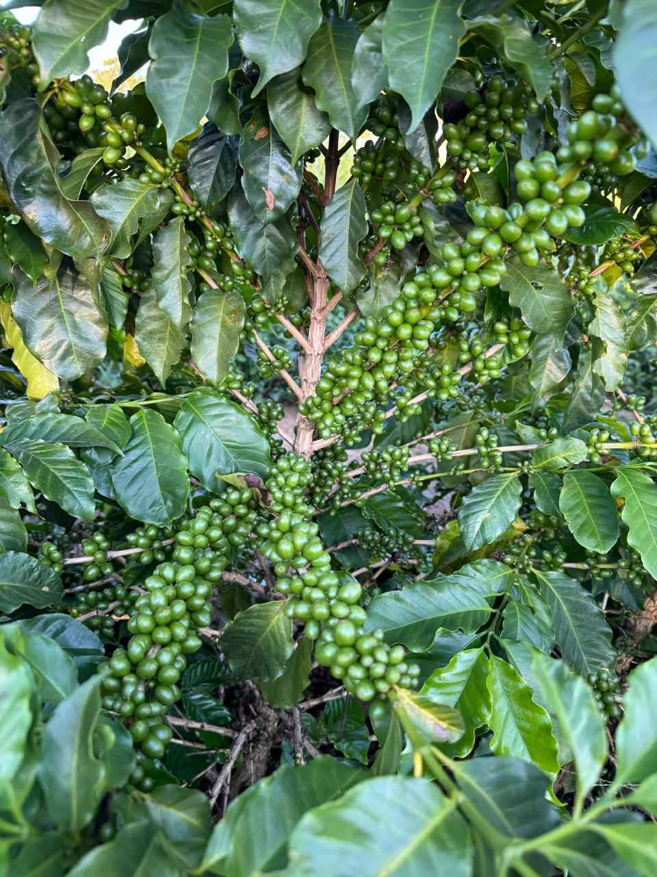 Detalhe de ramos carregados de frutos verdes