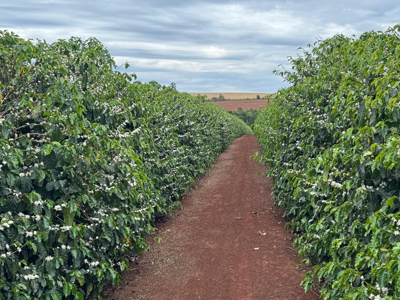 Caminho entre talhões de café