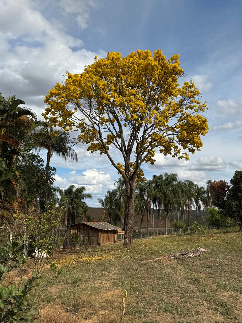 Paisagem rural e árvore florida