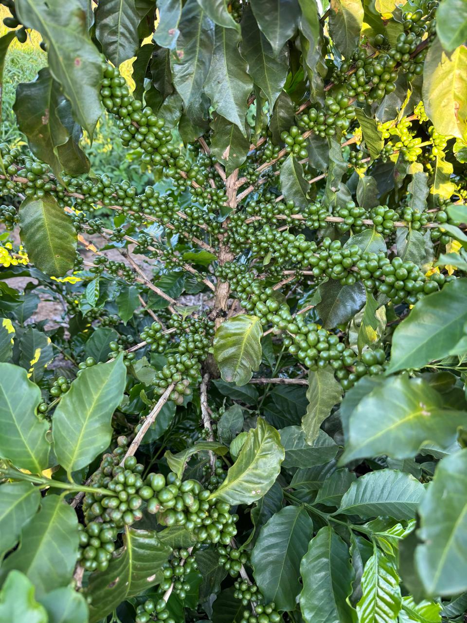 Frutos verdes em desenvolvimento no cafeeiro