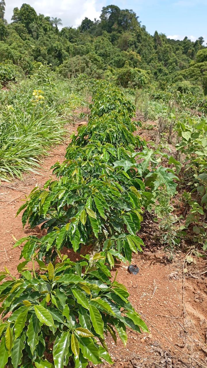 Formação de nova lavoura de café